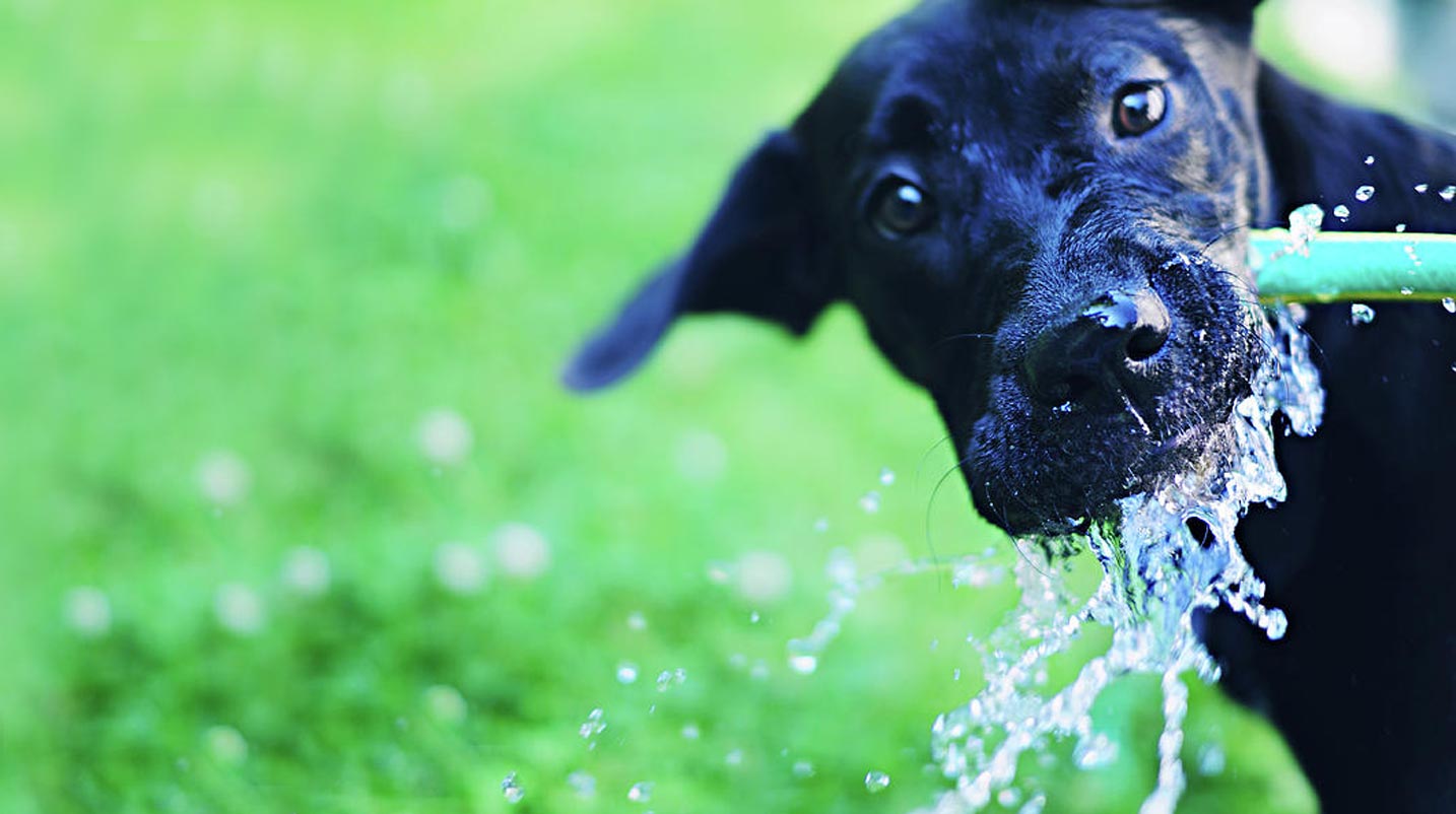 Сколько воды пьют собаки. Жажда у собаки. Вода для животных. Животные в воде. Домашние животные в жару.