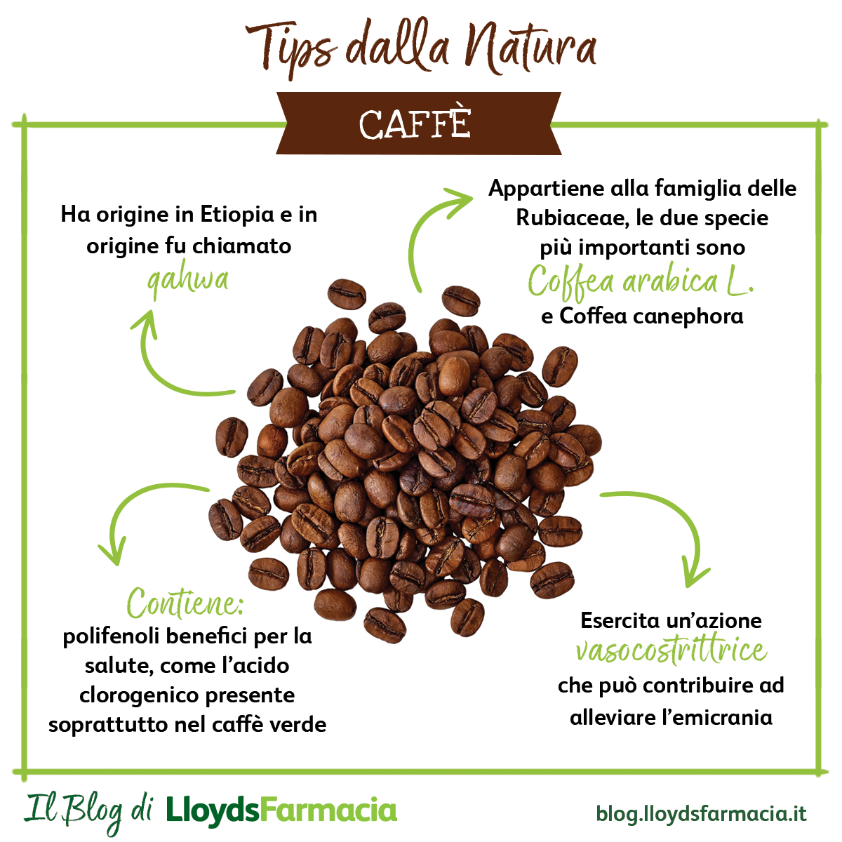 infografica caffè