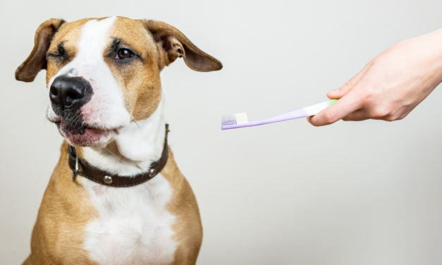 L’igiene orale del cane per combattere placca e tartaro