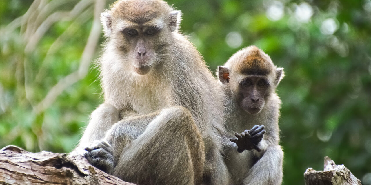 Vaiolo delle scimmie: cosa sappiamo