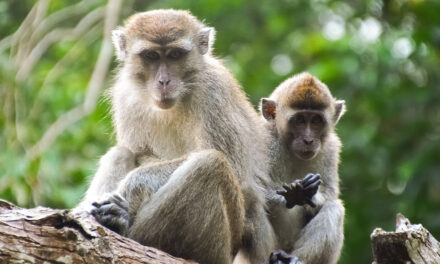 Vaiolo delle scimmie: cosa sappiamo