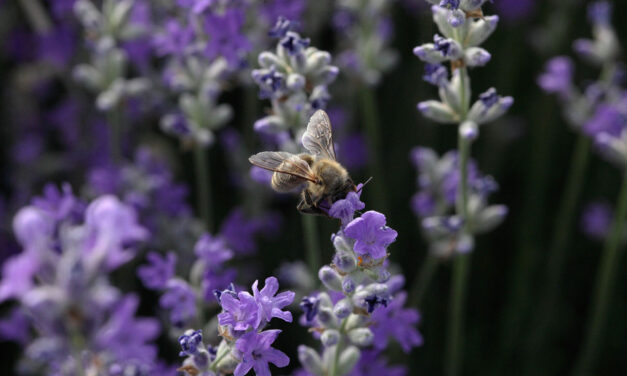 Apivita: cosmetici naturali a sostegno delle api e della bellezza