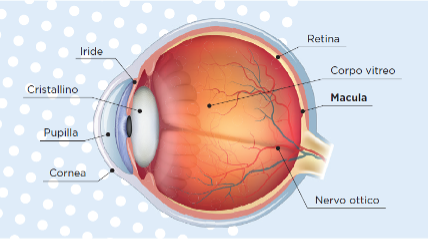 Anatomia del bulbo oculare