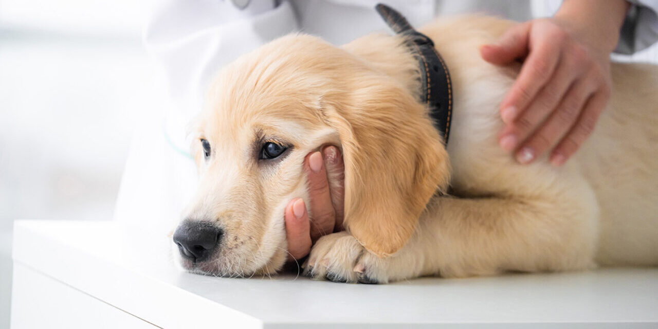 Cosa fare se il cane ha la febbre? Riconoscere e curare l’anaplasmosi