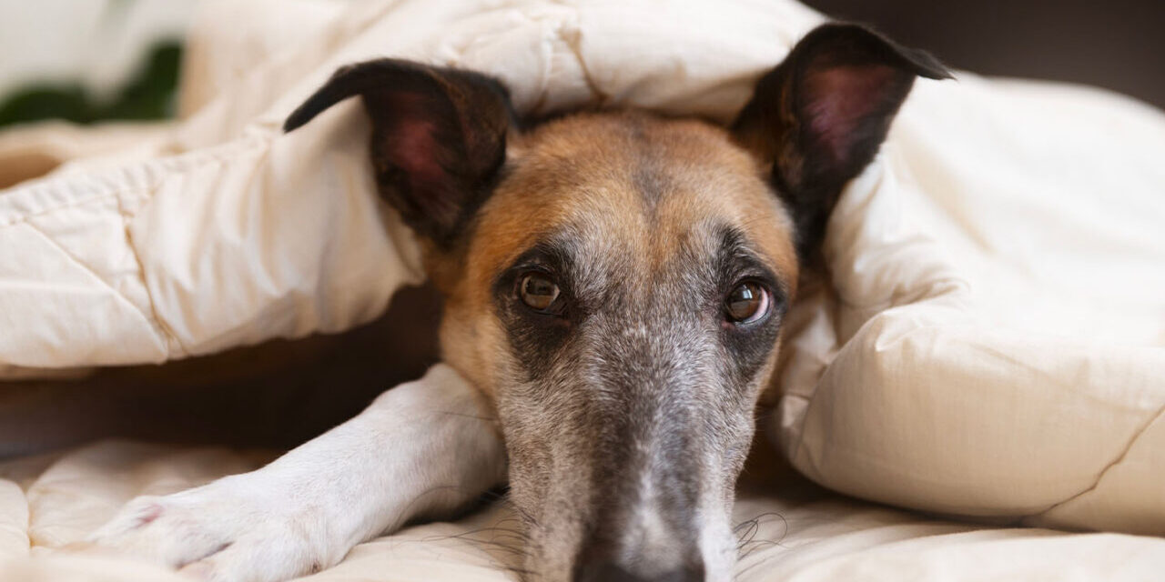 L’insonnia del cane: sintomi, cause e terapie