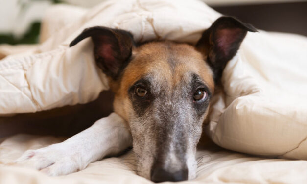 L’insonnia del cane: sintomi, cause e terapie