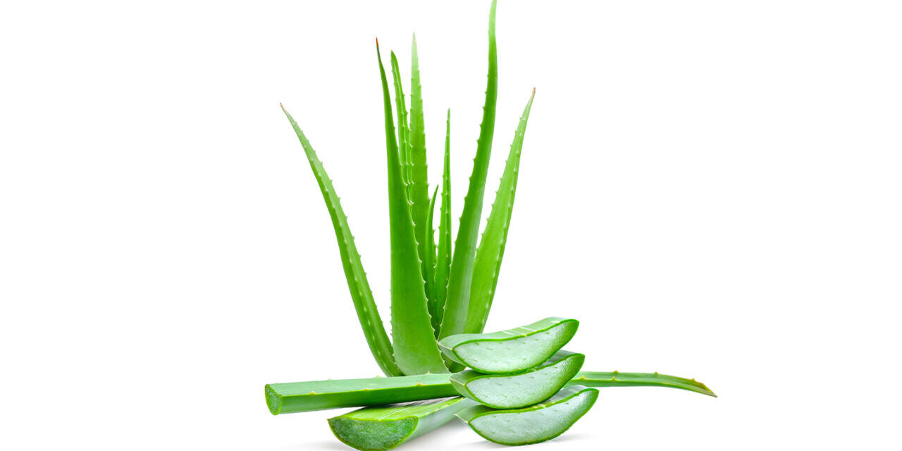Aloe vera: il segreto naturale per la salute e la bellezza