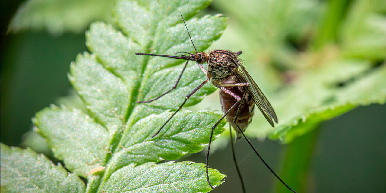 Come riconoscere e trattare le punture di insetti comuni in estate