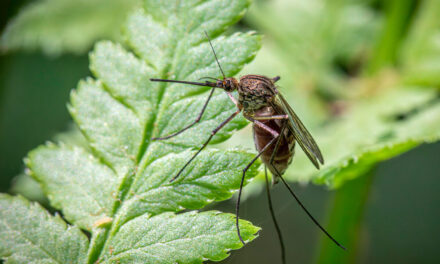 Come riconoscere e trattare le punture di insetti comuni in estate